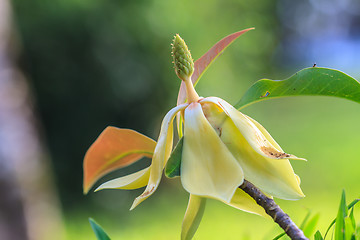 Image showing  Magnolia utilis flower