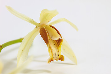 Image showing Coelogyne trinervis orchid