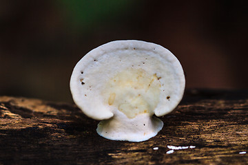 Image showing mushrooms growing on a live tree