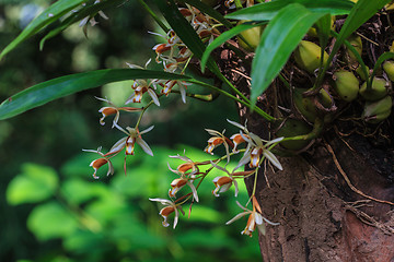 Image showing Coelogyne trinervis orchids