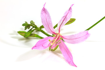 Image showing Purple Bauhinia on white background 