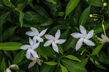 Image showing White Sampaguita Jasmine or Arabian Jasmine