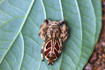 Image showing spider in forest