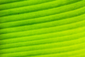 Image showing abstract background  of banana leaf texture blur