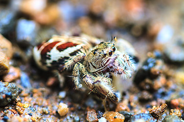 Image showing spider in forest