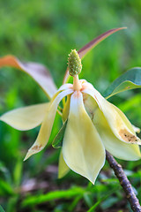 Image showing  Magnolia utilis flower