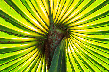 Image showing Green Palm leaves