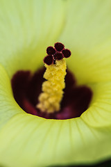 Image showing Close up pollen of  flowers