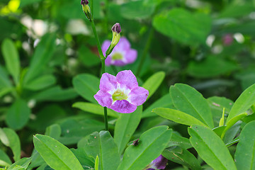 Image showing beautiful wild flower in forest