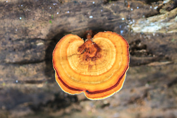 Image showing mushrooms growing on a live tree