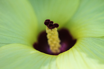 Image showing Close up pollen of  flowers