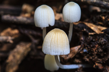 Image showing mushrooms growing on a live tree