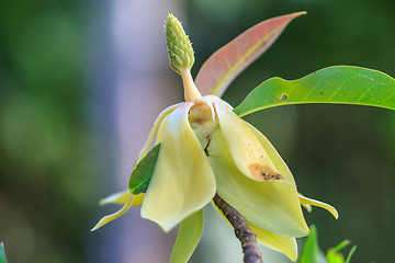 Image showing  Magnolia utilis flower