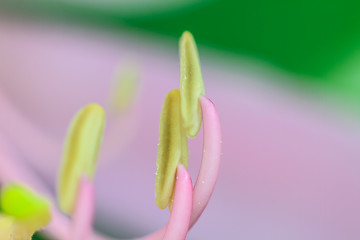 Image showing close up pollen of Purple Bauhinia on white background 