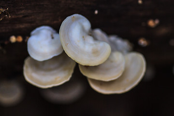 Image showing mushrooms growing on a live tree