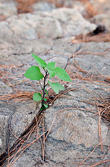 Image showing young green sprout