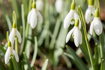 Image showing Snowdrop bloom in springtime