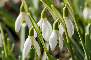 Image showing Snowdrop bloom in springtime
