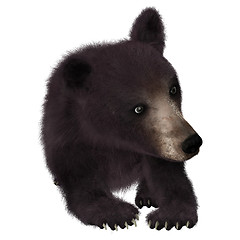 Image showing Little Black Bear