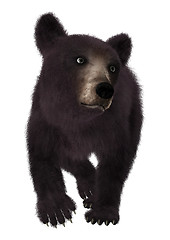 Image showing Little Black Bear