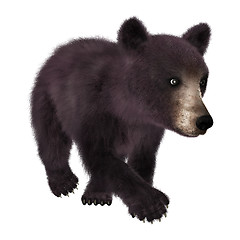 Image showing Little Black Bear