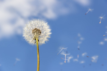 Image showing dandelion flying pollen