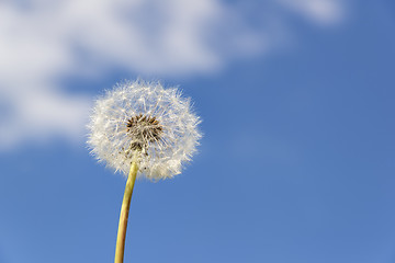 Image showing dandelion blue sky