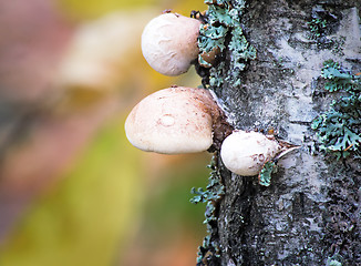 Image showing Tinder fungus grows on birch.