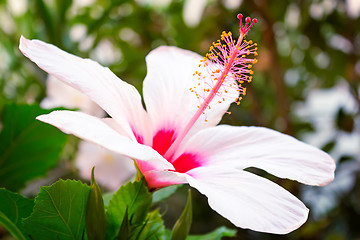 Image showing Beautiful large pink and white hibiscus flower.