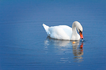 Image showing White Swan on blue water of the lake.