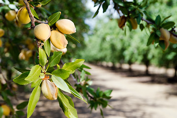 Image showing Almond Nuts Tree Farm Agriculture Food Production Orchard Califo