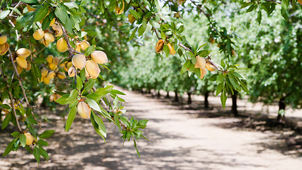 Image showing Almond Nuts Tree Farm Agriculture Food Production Orchard Califo