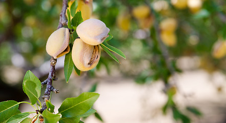 Image showing Almond Nuts Tree Farm Agriculture Food Production Orchard Califo