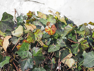 Image showing Ivy leaf