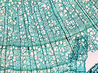 Image showing Tilia stem micrograph