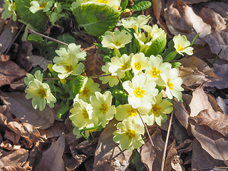 Image showing Primula flower