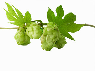 Image showing hop