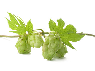 Image showing hop