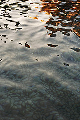 Image showing Water gold reflection