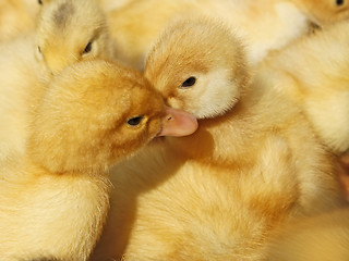 Image showing Two small ducklings in herds
