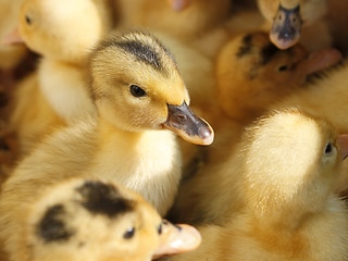 Image showing Small ducklings in herds