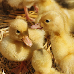 Image showing Small ducklings on the straw