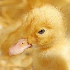 Image showing Funny small yellow duckling 