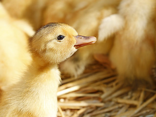 Image showing One funny yellow duckling