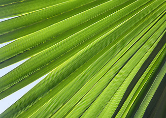 Image showing Palm leaf in back light