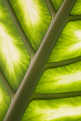 Image showing Palm leaf in back light