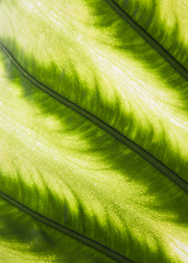 Image showing Palm leaf in back light