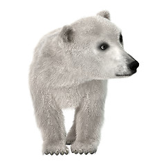 Image showing Baby Polar Bear