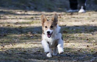 Image showing running puppy
