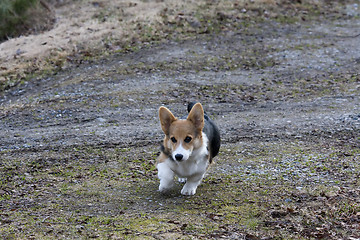 Image showing running